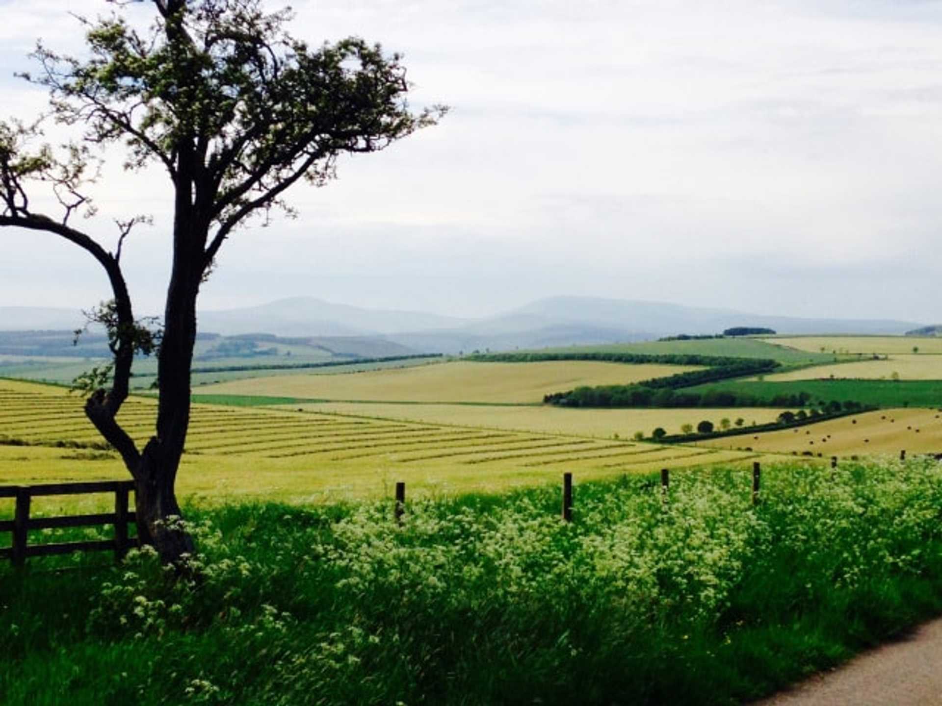 Green fields