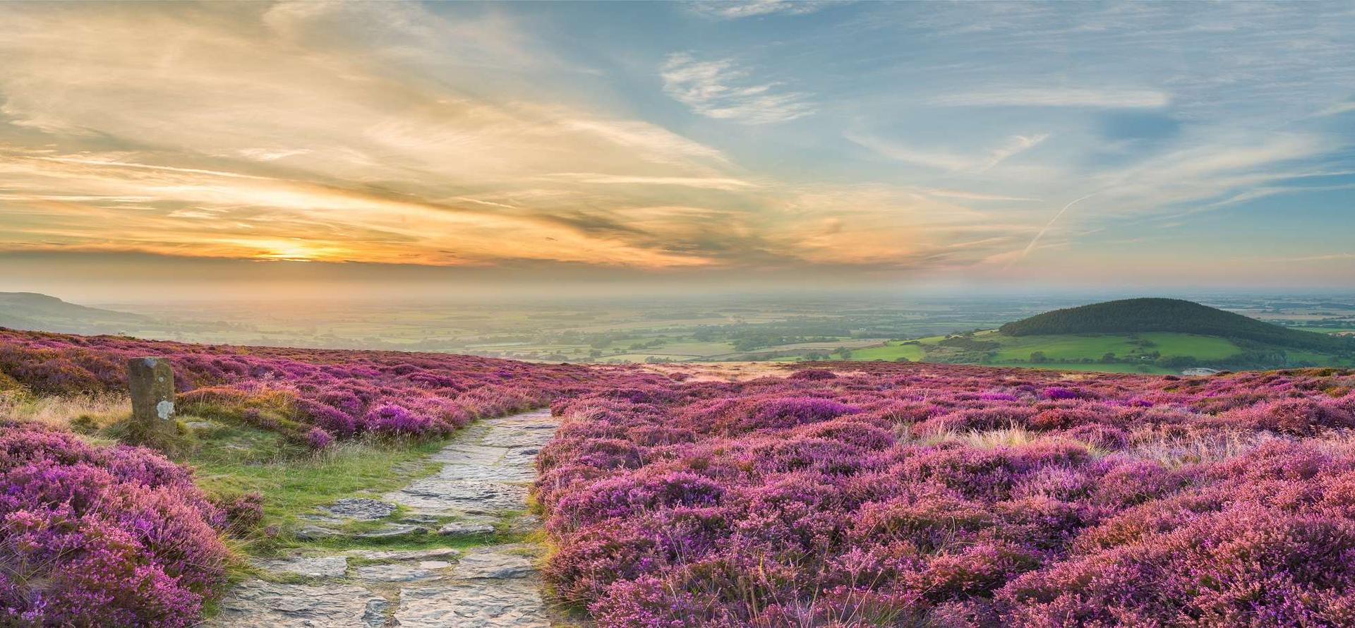 Vibrant purple heather blooms on a scenic walking trail in Celtic Trails, exploring picturesque landscapes and coastal views.