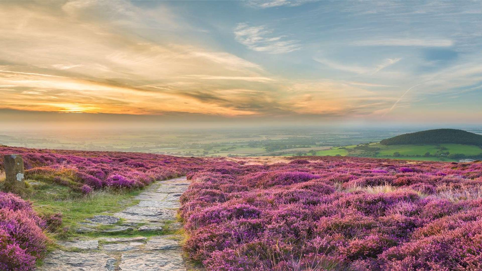 Vibrant purple heather blooms on a scenic walking trail in Celtic Trails, exploring picturesque landscapes and coastal views.