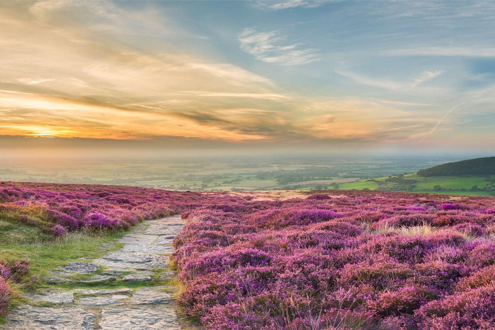Vibrant purple heather blooms on a scenic walking trail in Celtic Trails, exploring picturesque landscapes and coastal views.