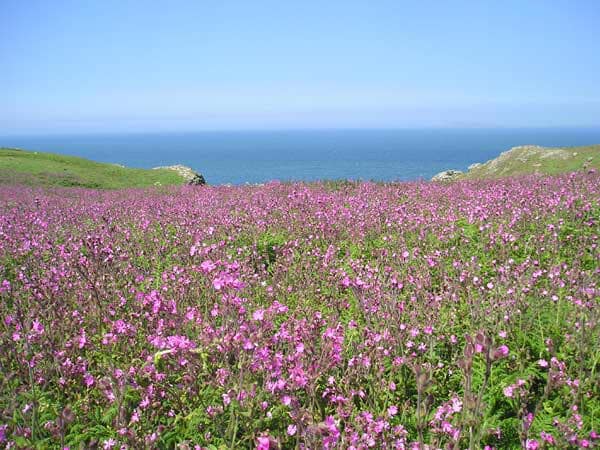 spring_flowers