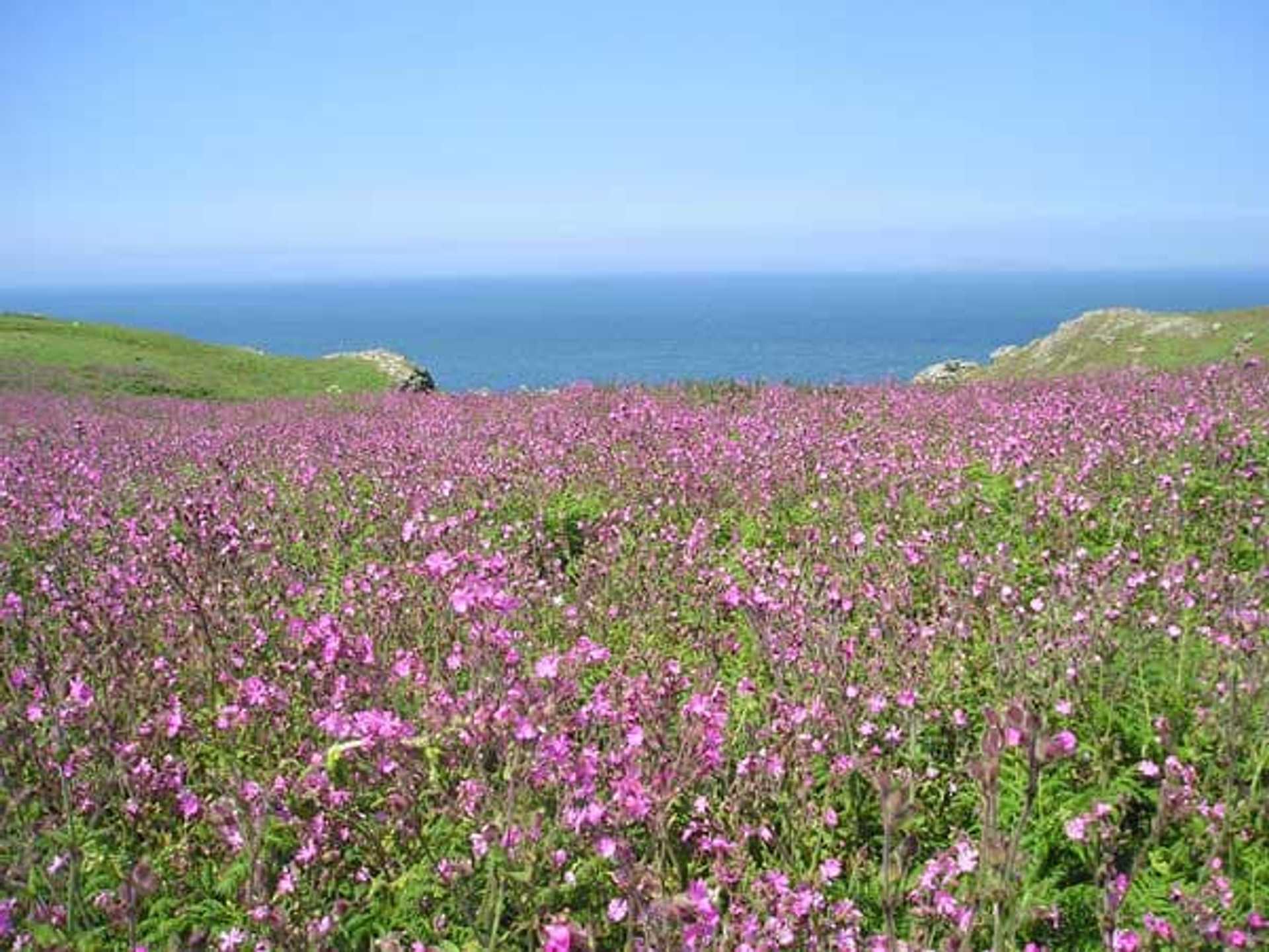 spring_flowers