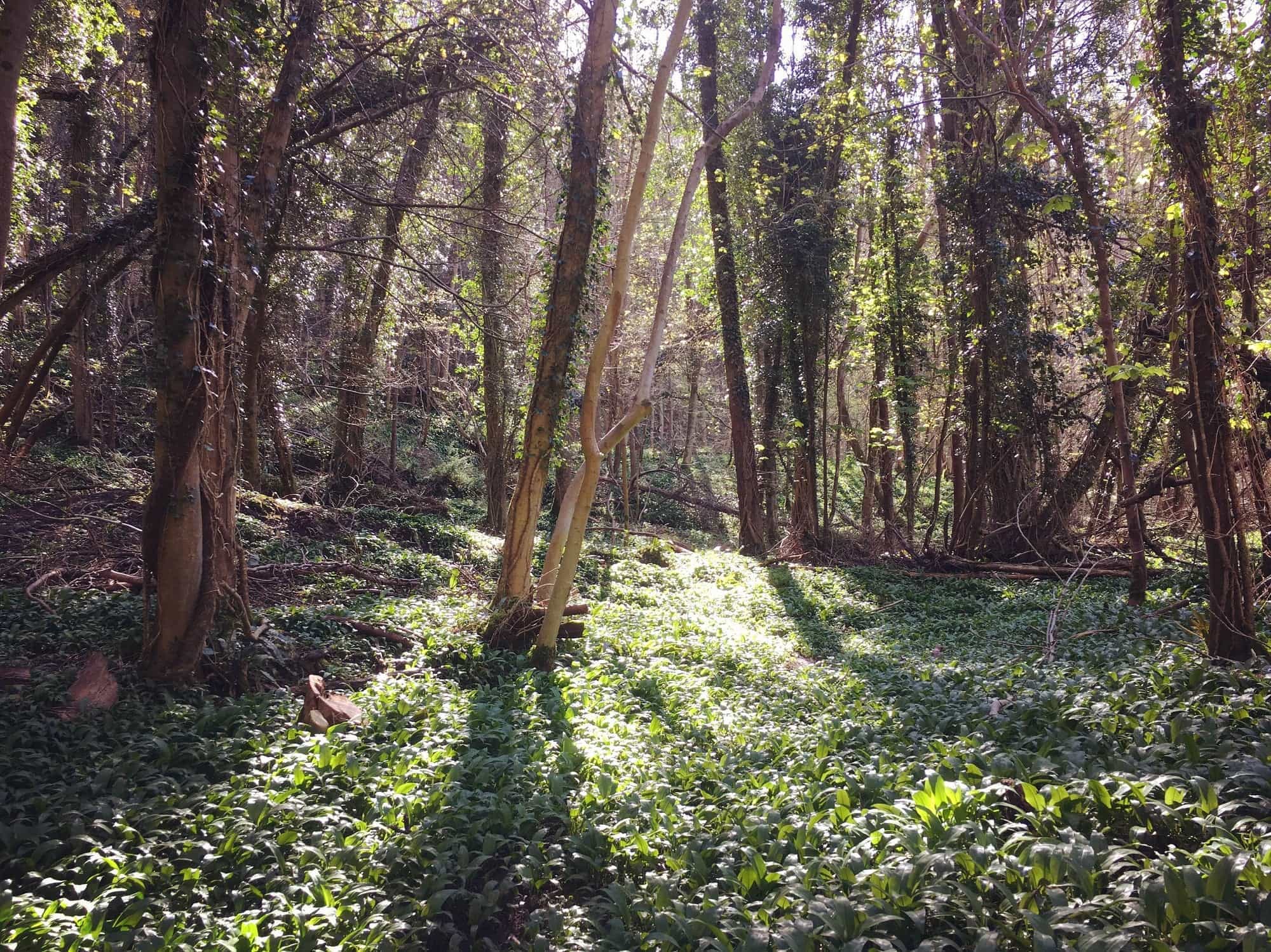 Wild Garlic in the Wye Valley