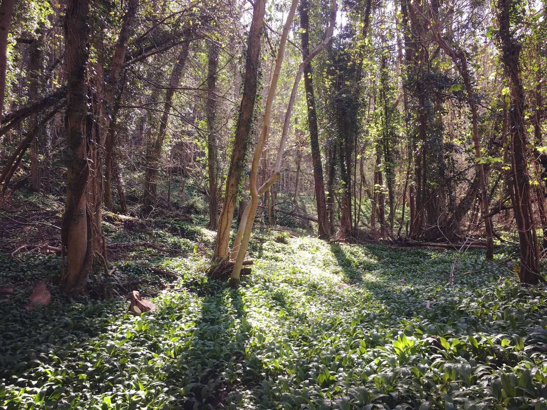 Wild Garlic in the Wye Valley