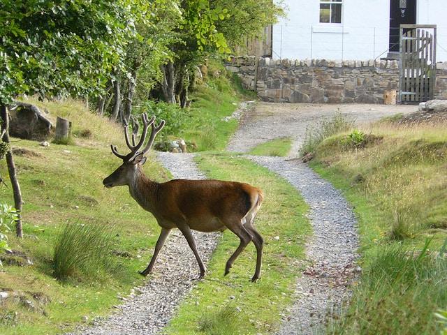 Red Deer at Lochranza