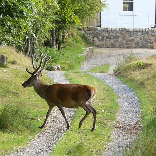 Red Deer at Lochranza