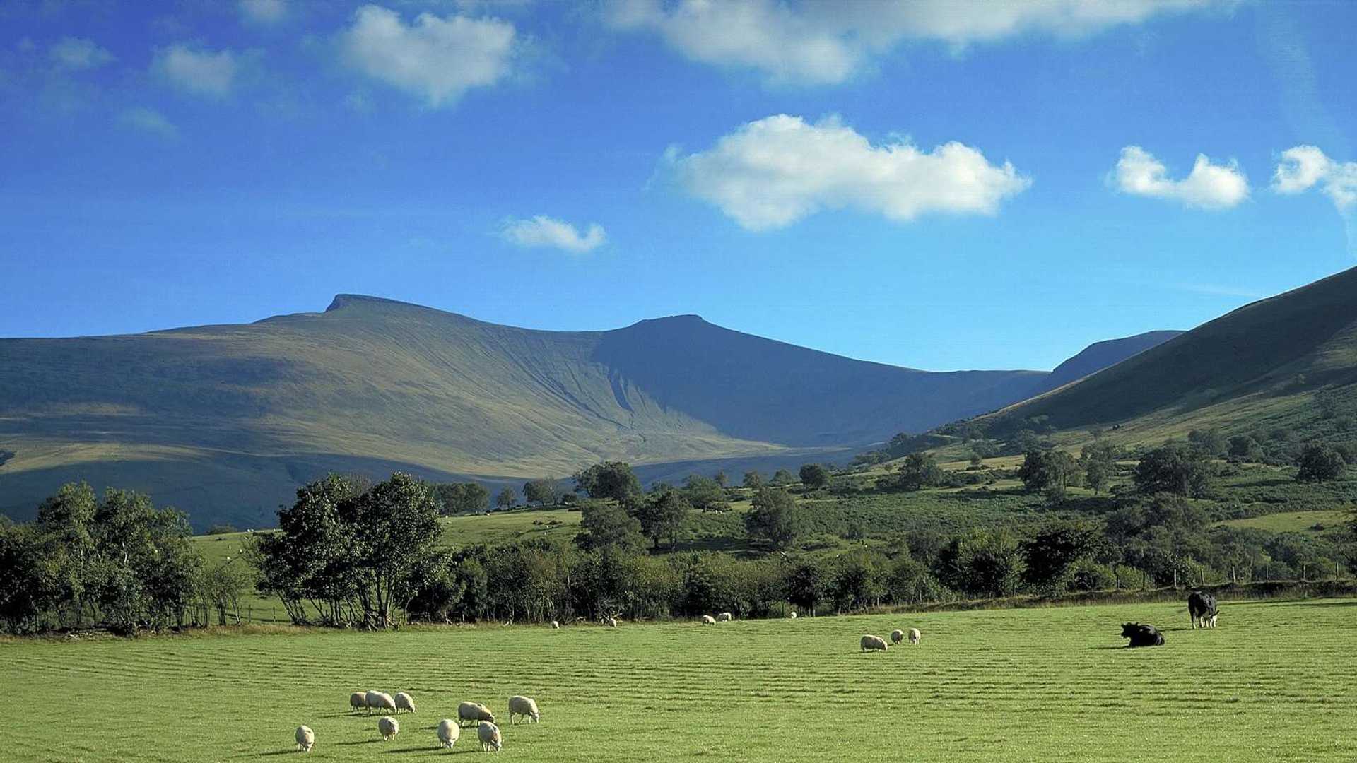 Brecon fields