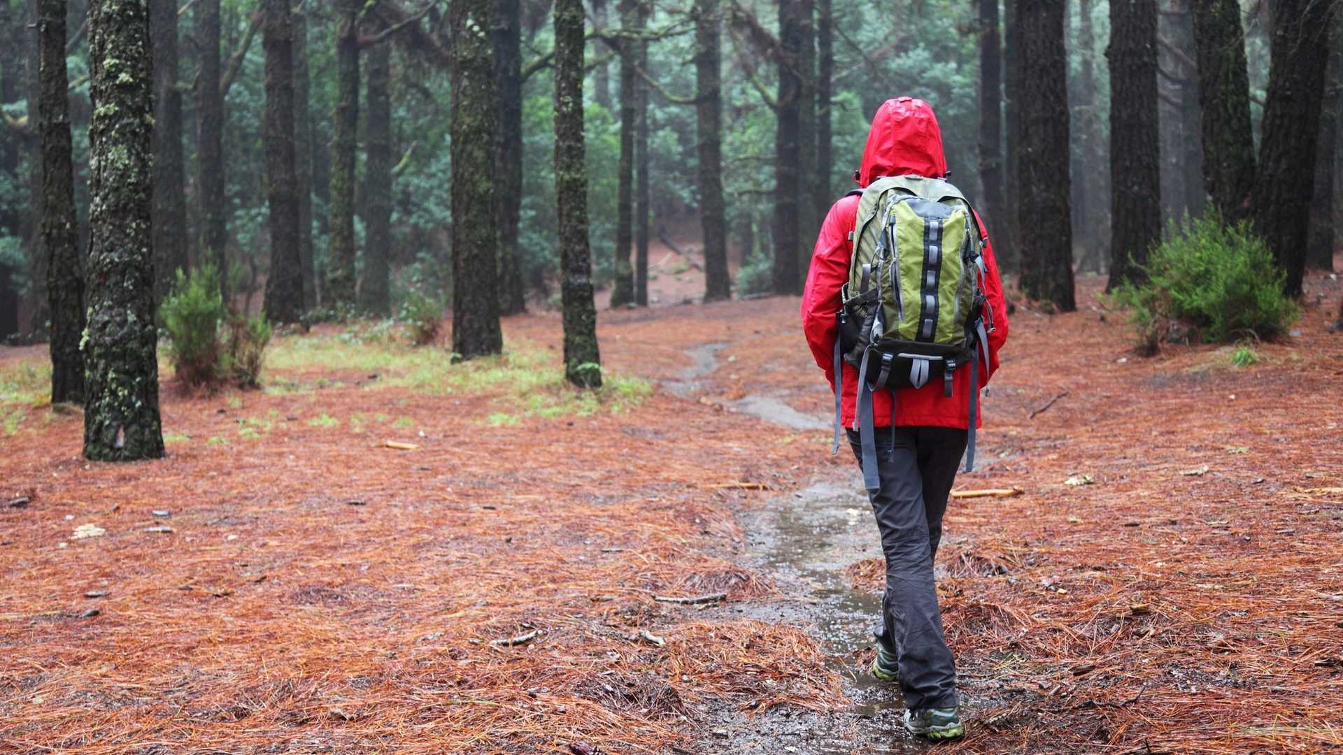 A person wearing a red hooded jacket and a backpack walks on a pine needle-covered path through a forest.