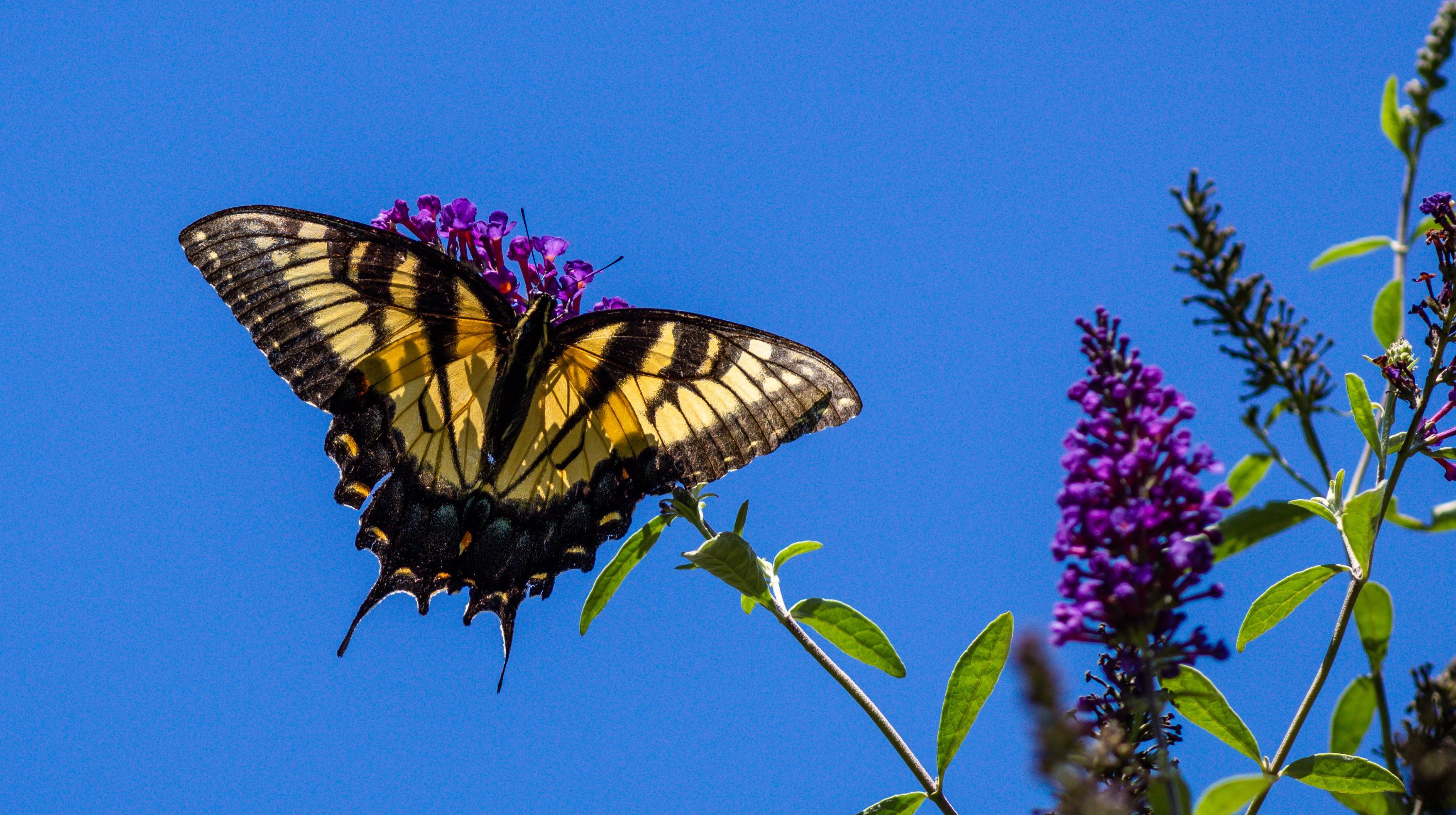 A yellow and black butterfly with its wings spread sits on a purple flower against a bright blue sky.