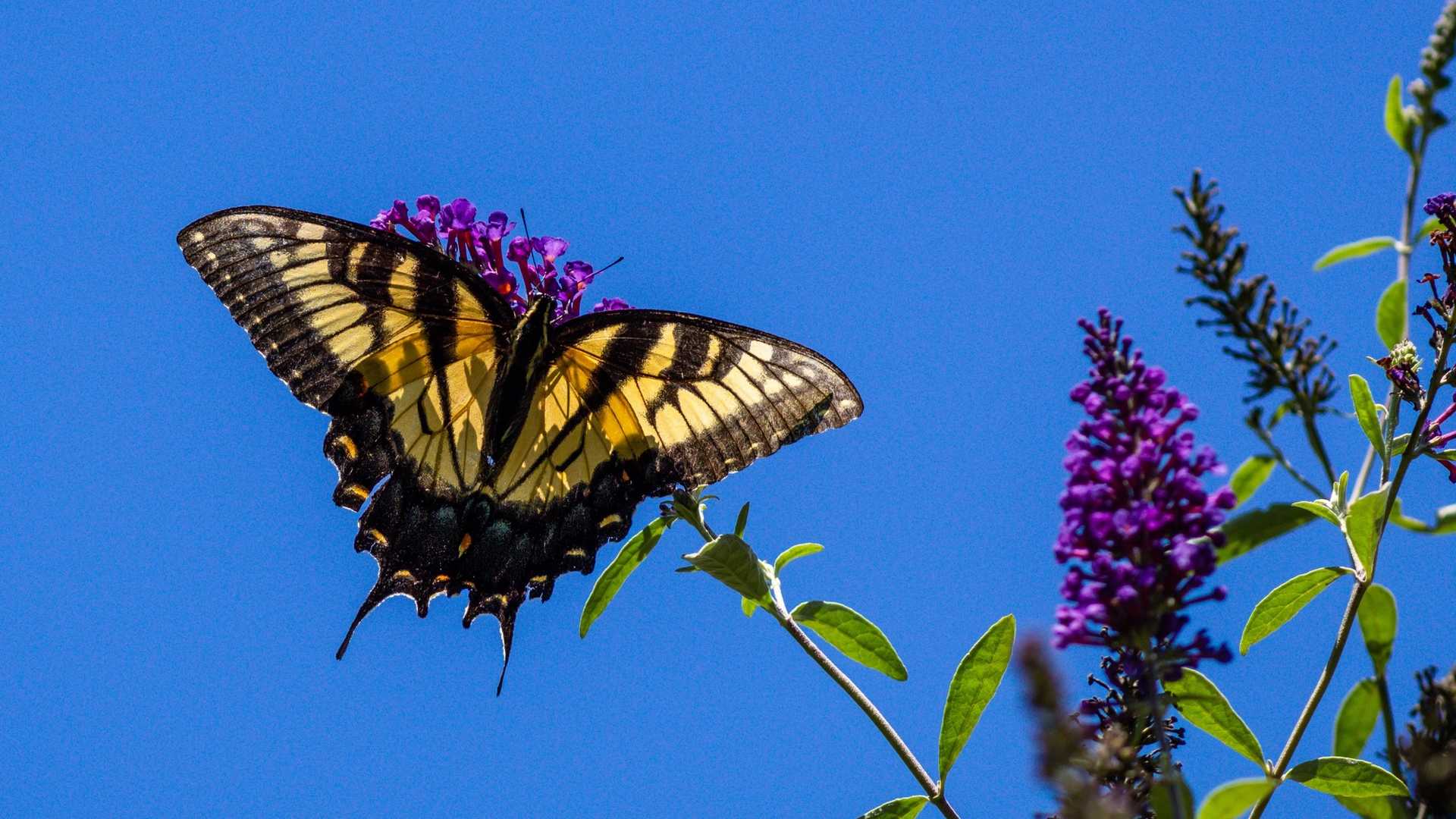 A yellow and black butterfly with its wings spread sits on a purple flower against a bright blue sky.