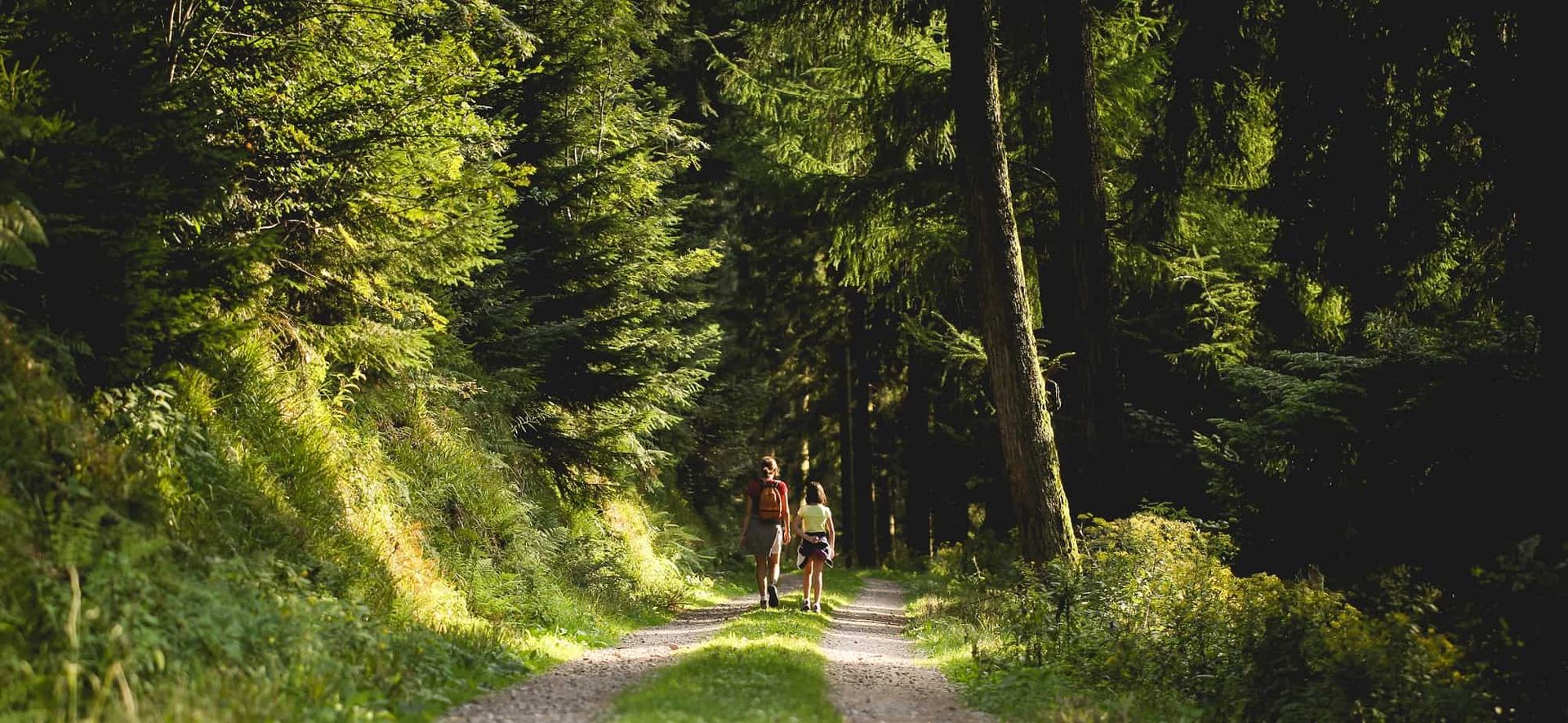 Two walkers in the middle distance walking on a forest track