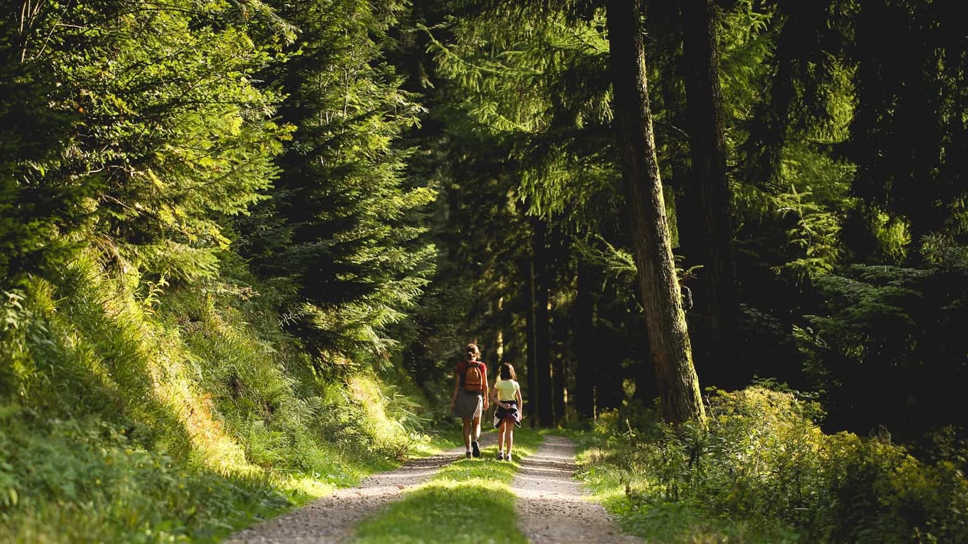 Walkers through Forest