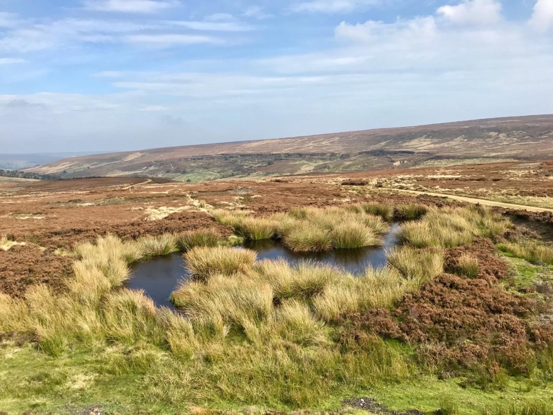 Moorland pools and open heathland on the Coast to Coast Walk