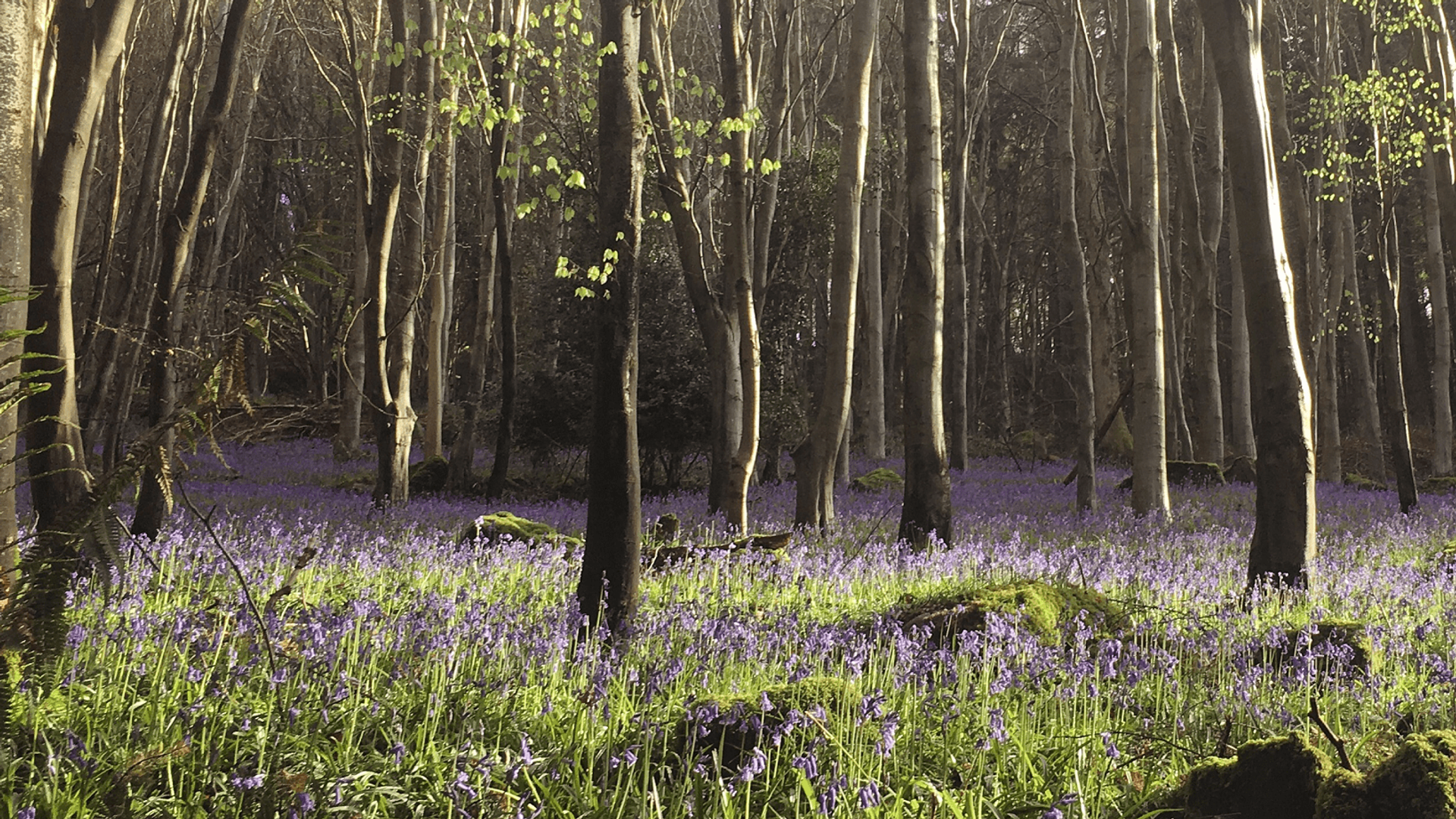 Wye Valley Woods Bluebells