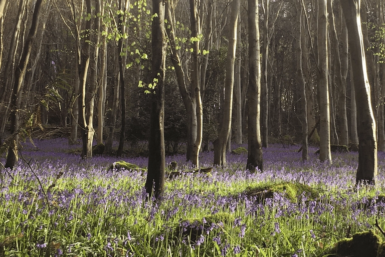 Wye Valley Woods Bluebells