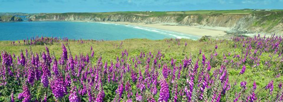 wildflowers-pembrokeshire-coast-path