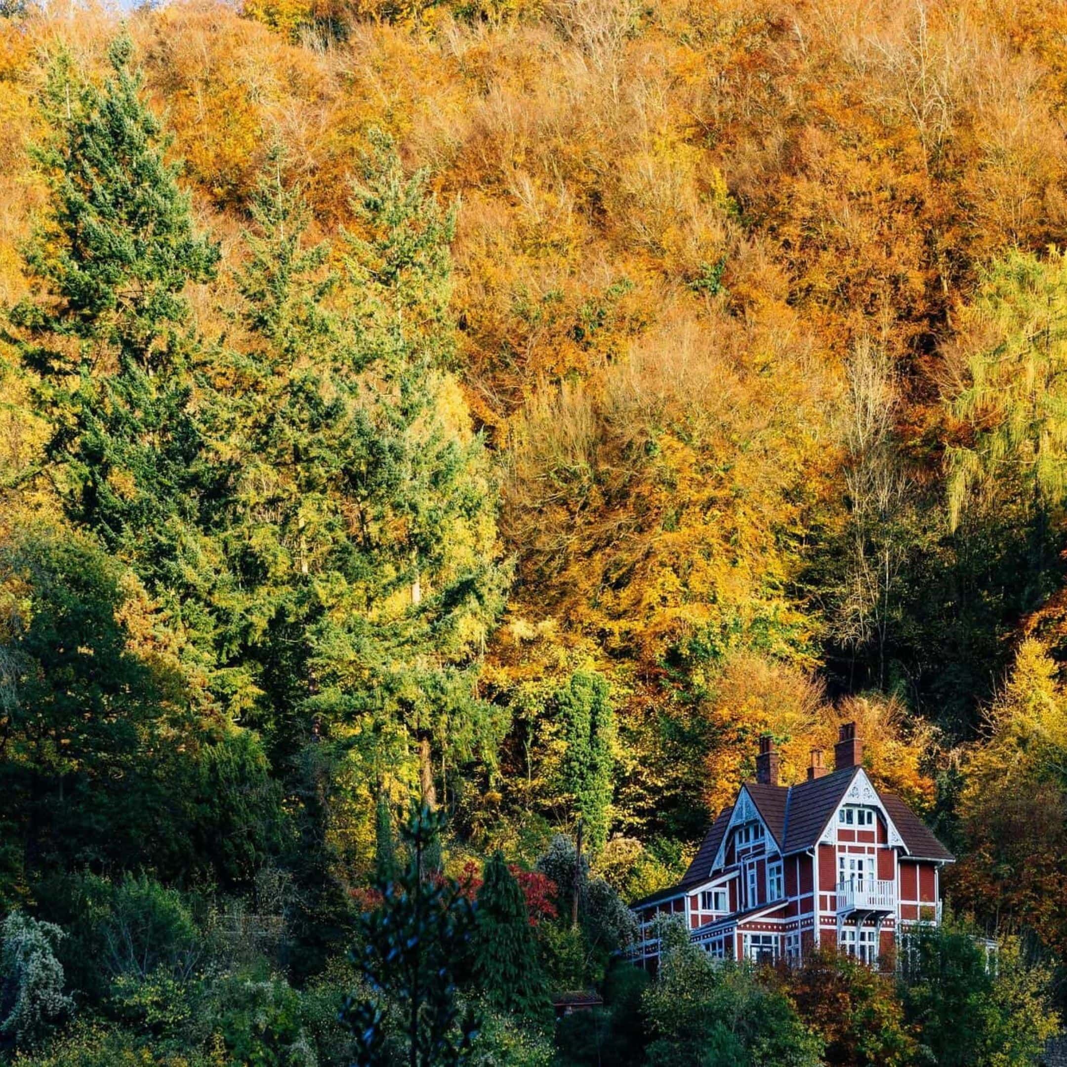 Autumn forest