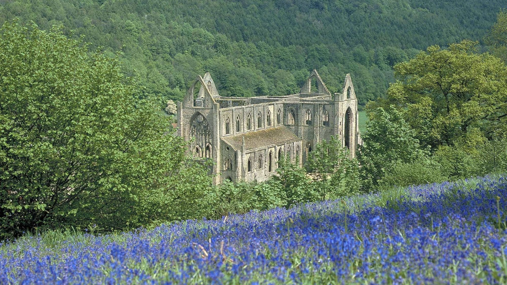 tintern abbey in bluebells