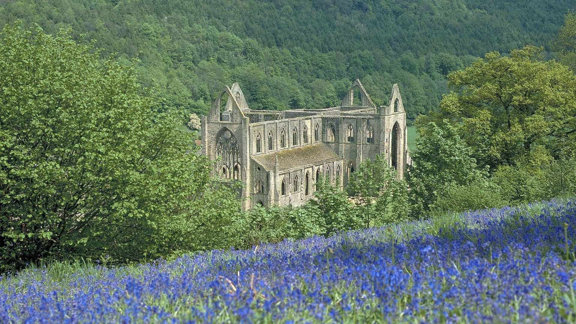 tintern abbey in bluebells