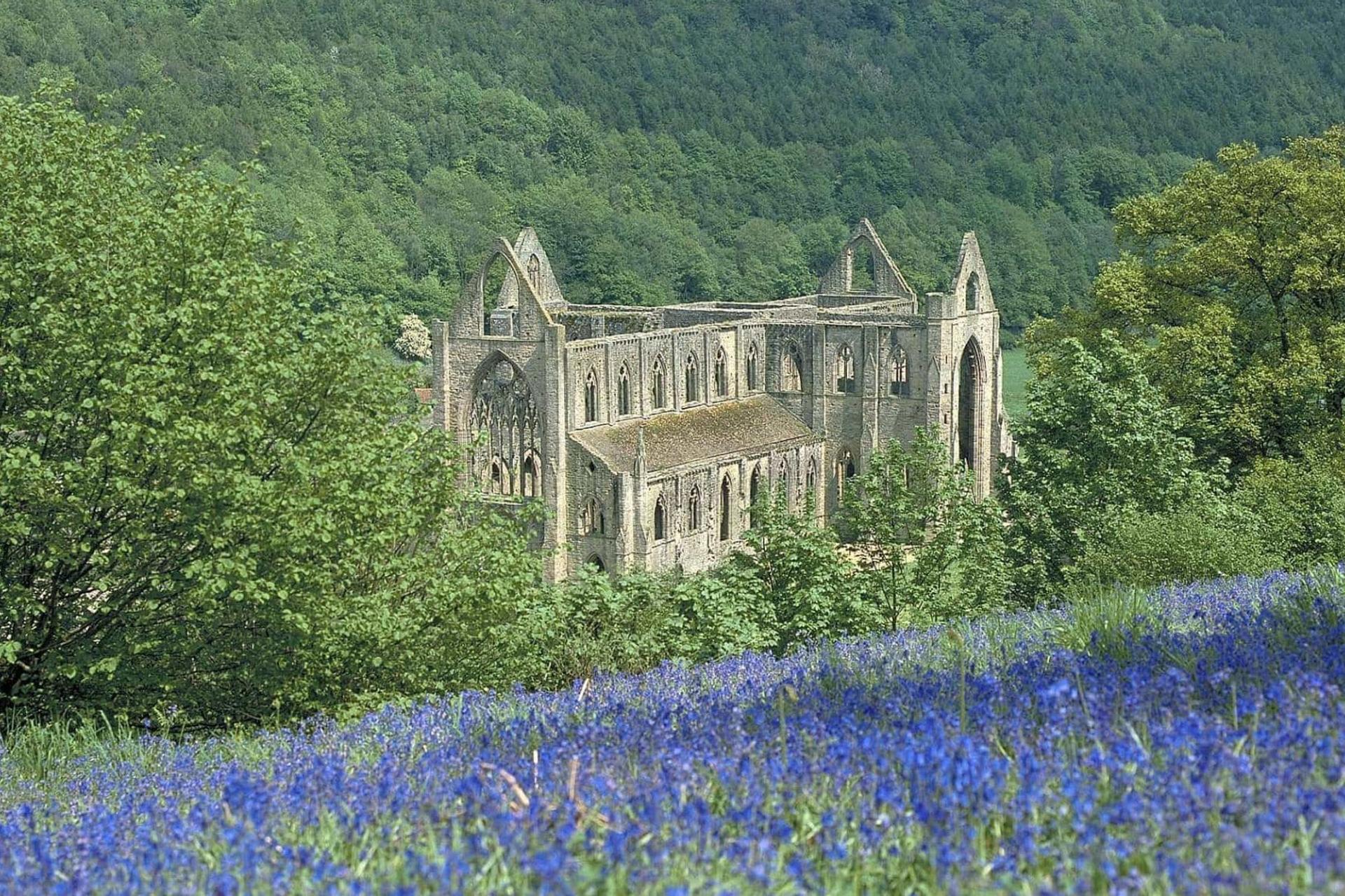 tintern abbey in bluebells