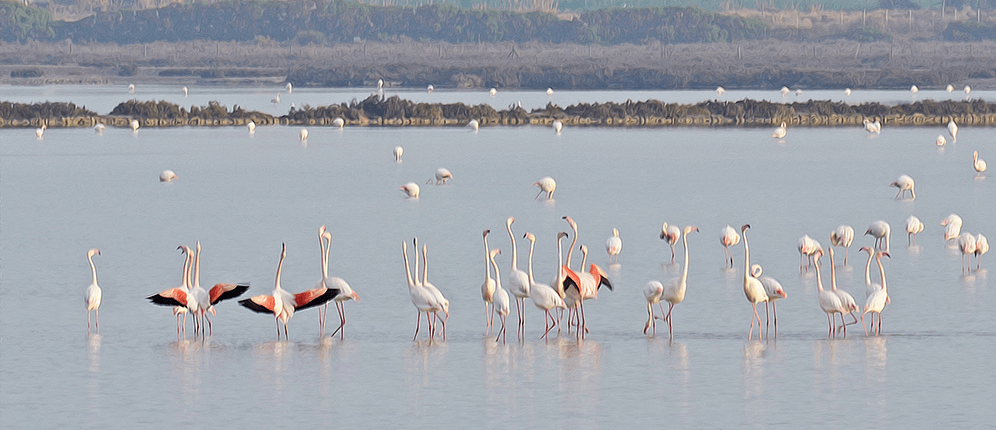 Flamingos on a Walking Holiday in the Cabo de Gata Natural PAark