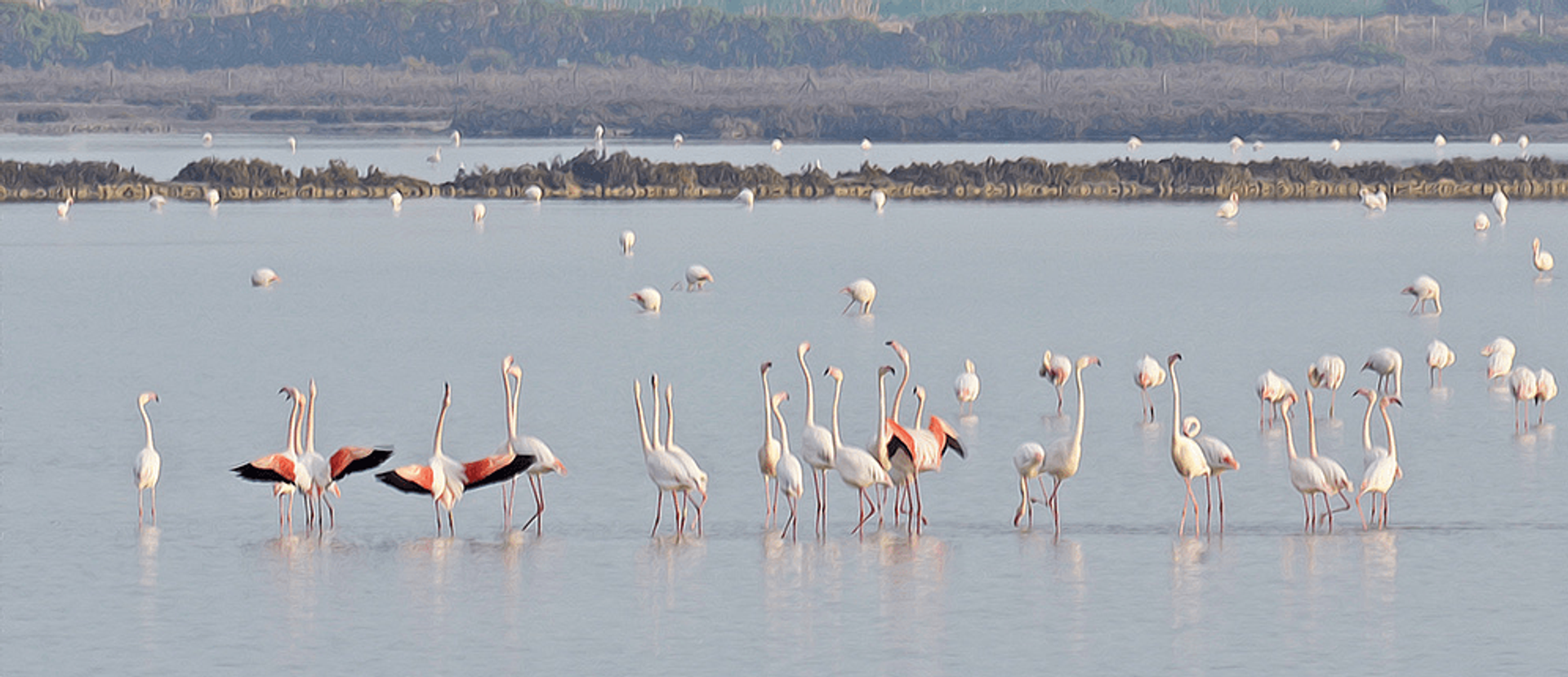 Flamingos on a Walking Holiday in the Cabo de Gata Natural PAark