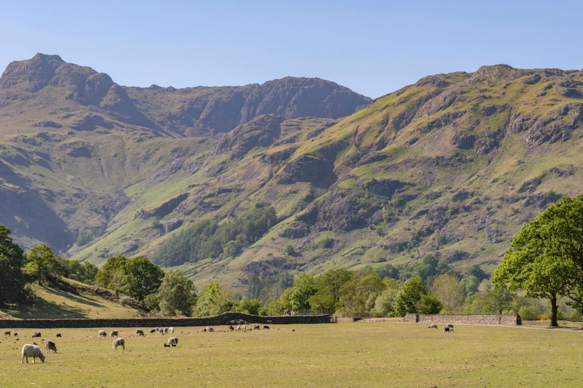 Sheep grazing beneath the Langdale Pikes in Great Langdale.