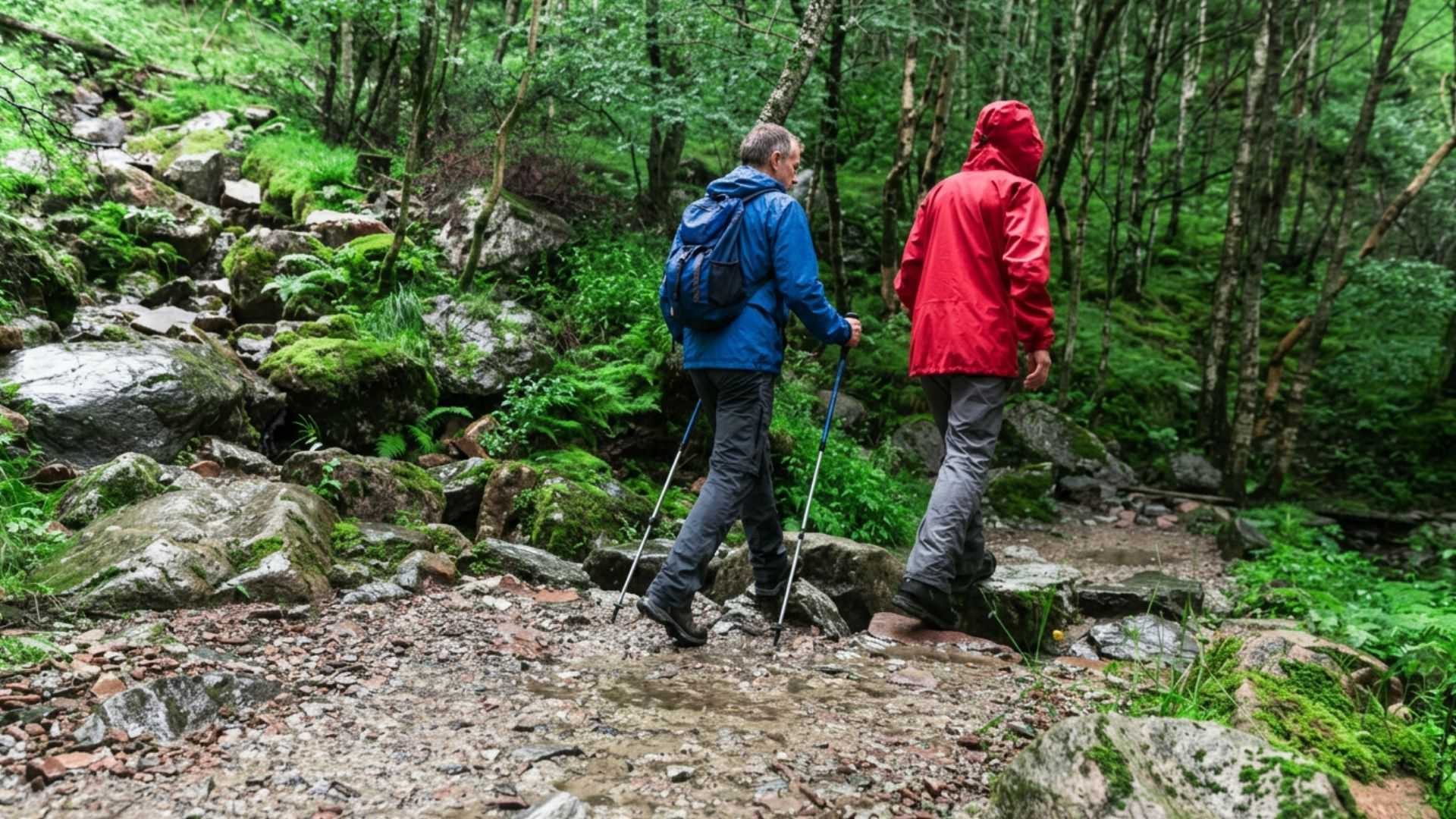 Two walkers in a rainy forest