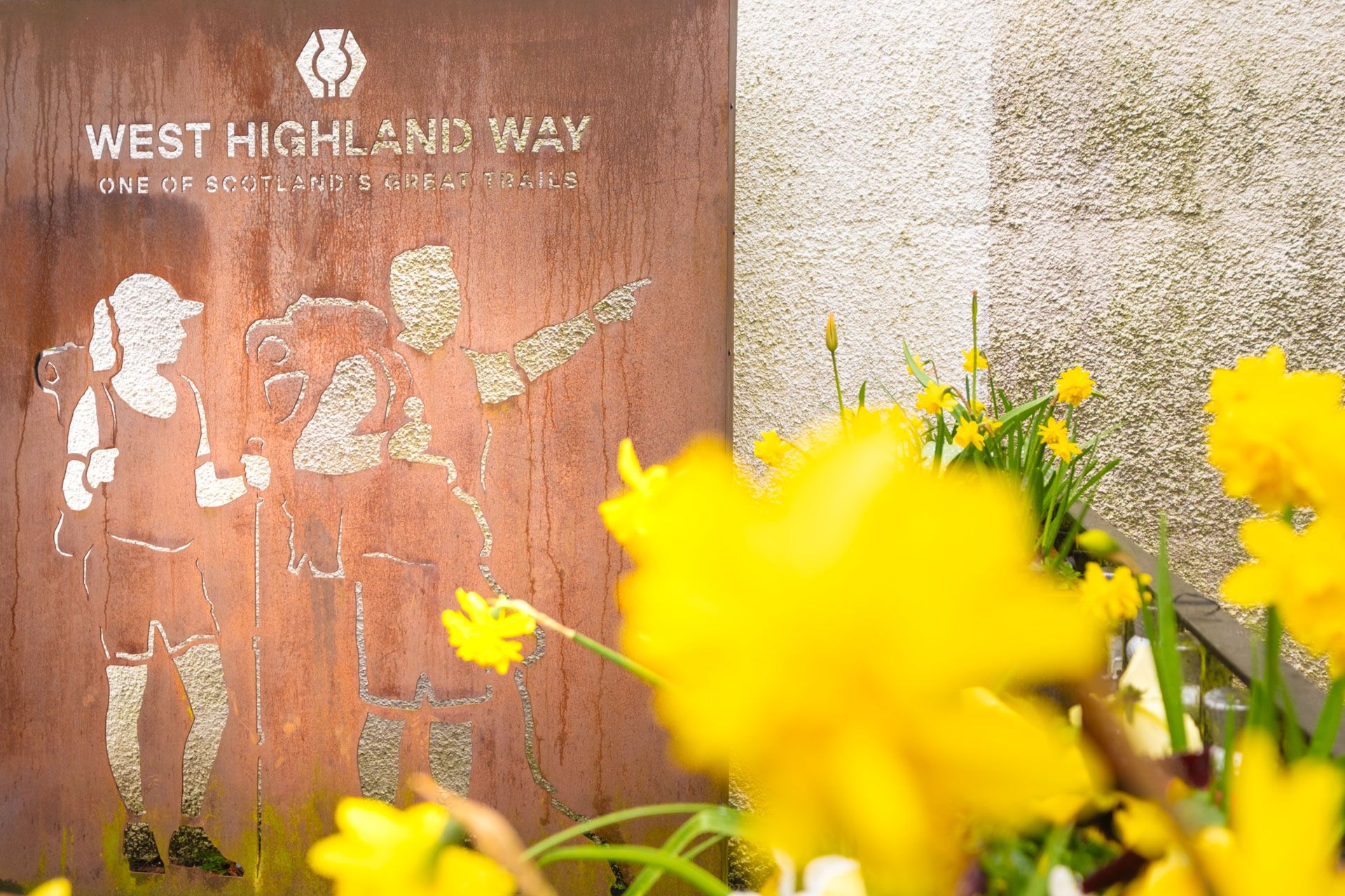 West Highland Way sign with spring daffodils in the foreground.