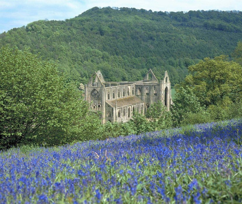 A view over Tintern Abbey with bluebells in the foreground