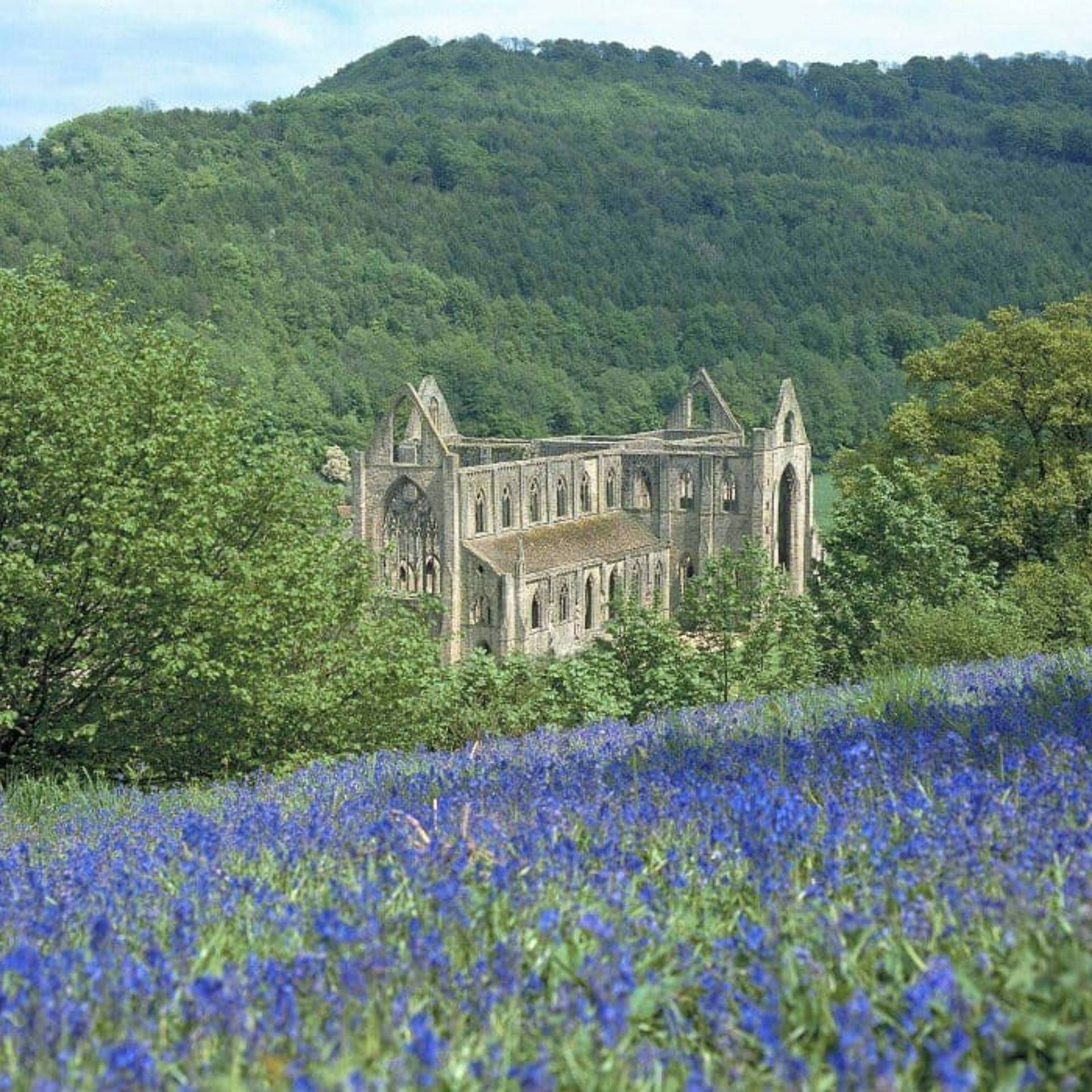 A view over Tintern Abbey with bluebells in the foreground