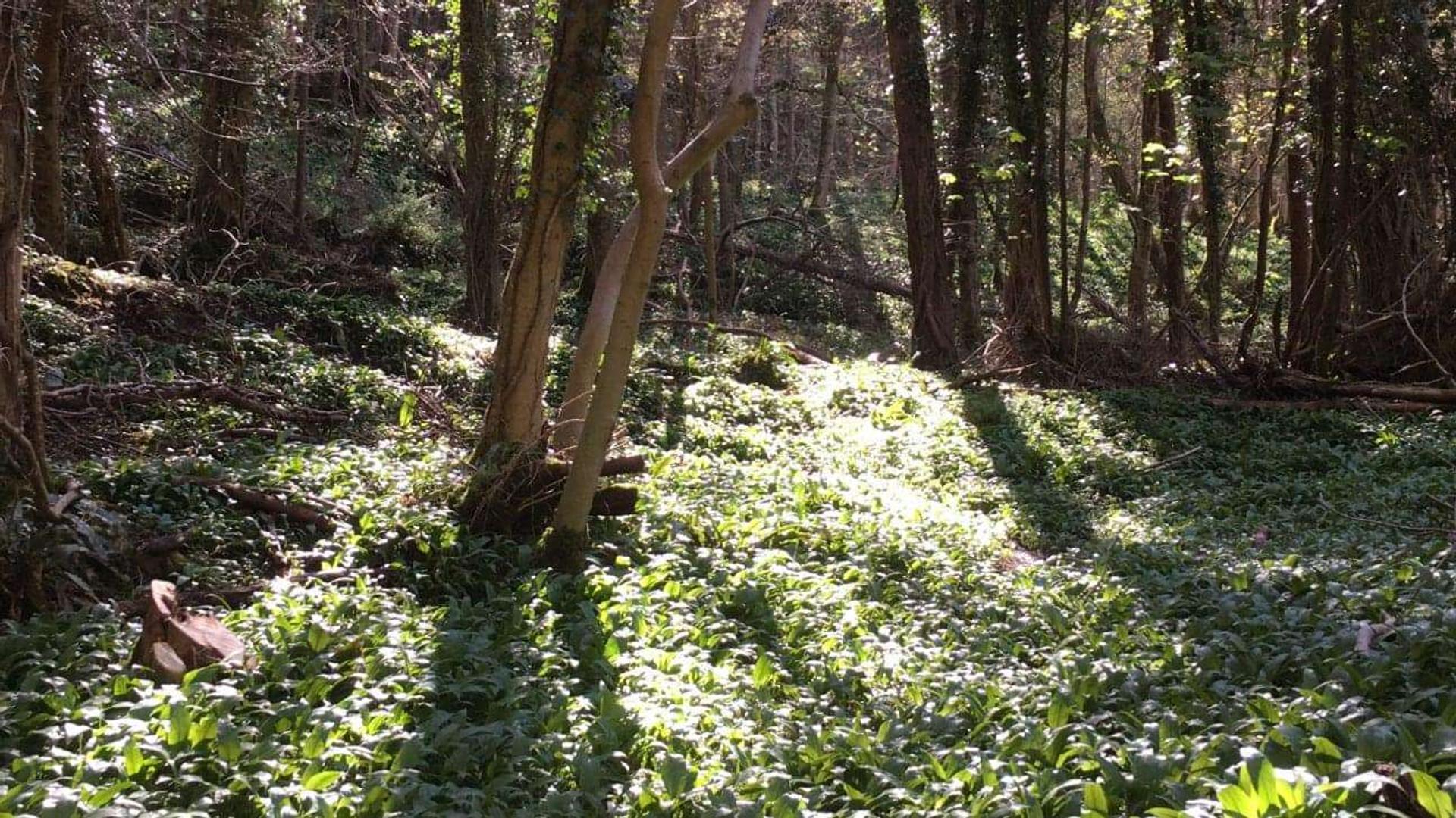Sunlight peeking through the Wye Valley Glade