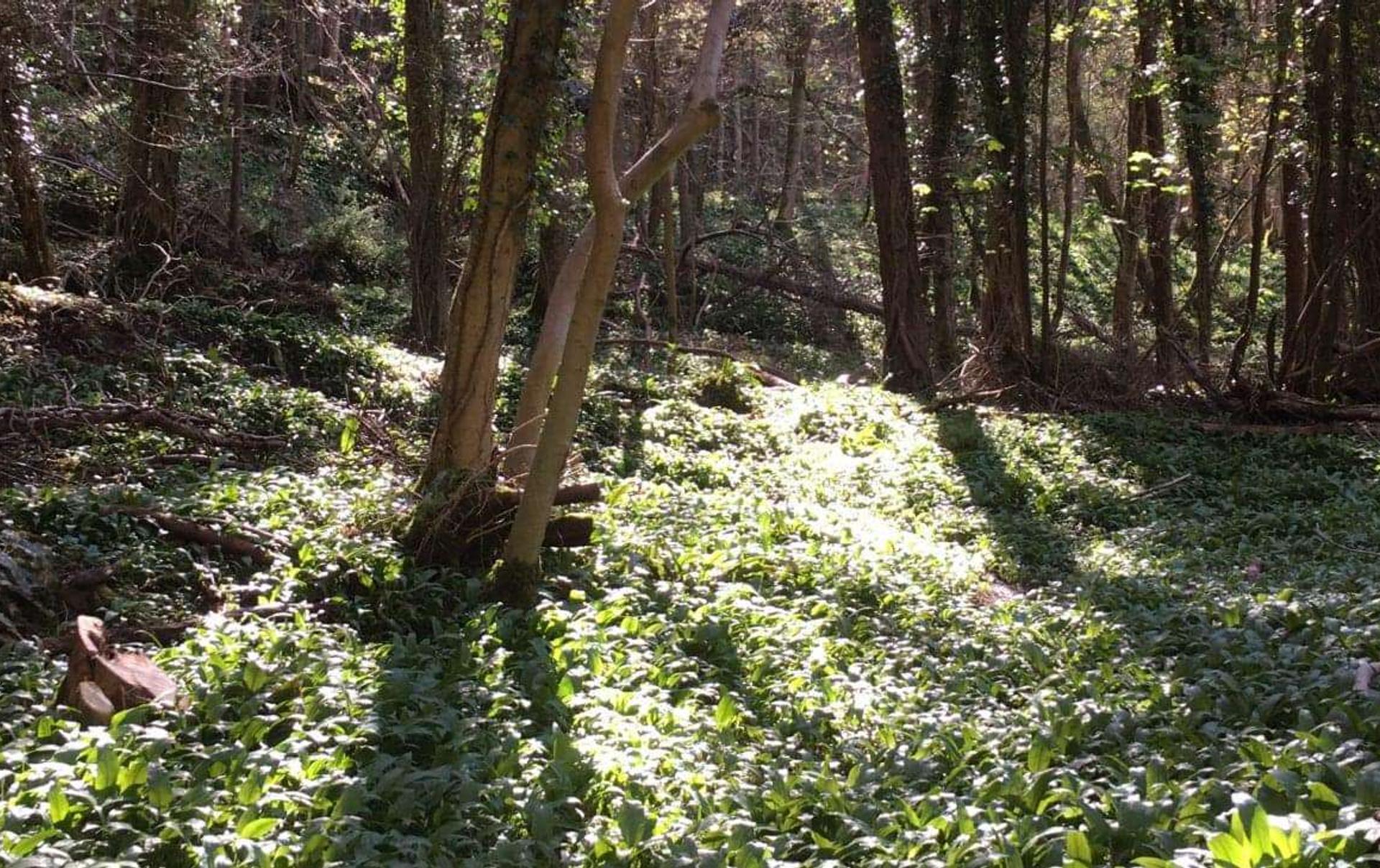 Sunlight peeking through the Wye Valley Glade
