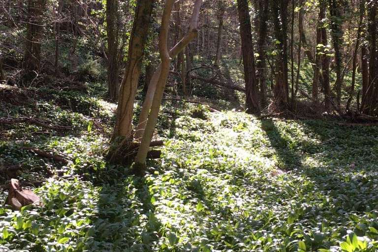 Sunlight peeking through the Wye Valley Glade