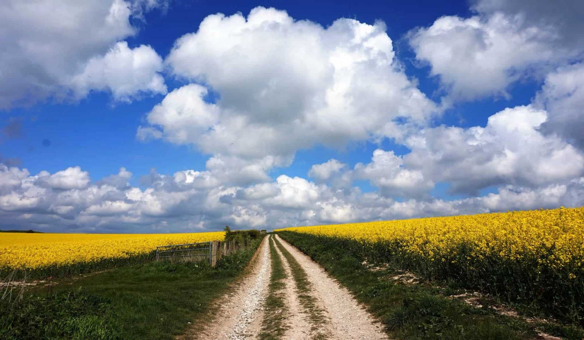 Walking The South Downs Way