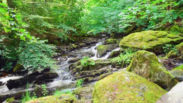 Birks of Aberfeldy