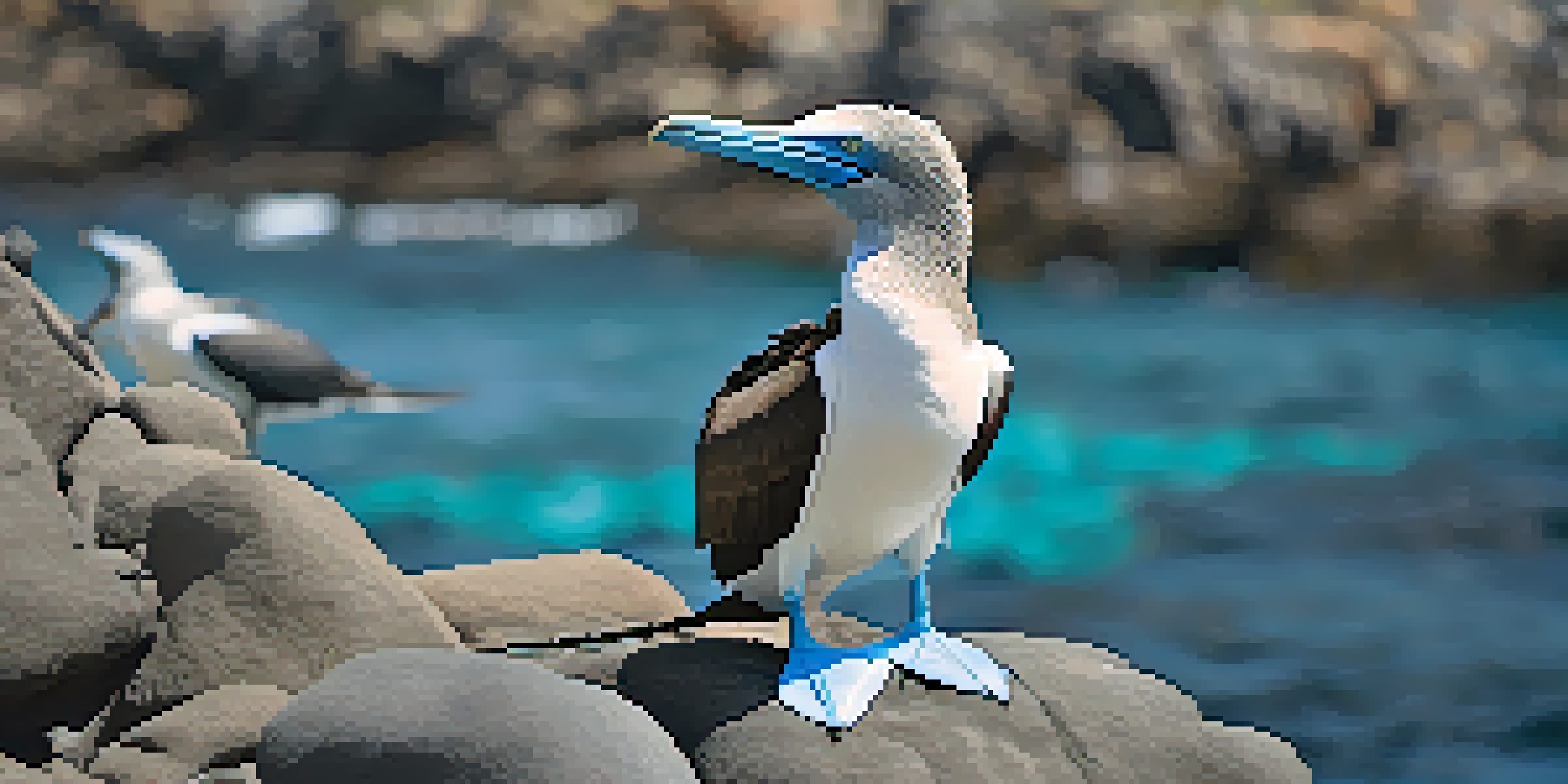 Close-up of a blue-footed booby on a rocky shore in the Galápagos Islands.