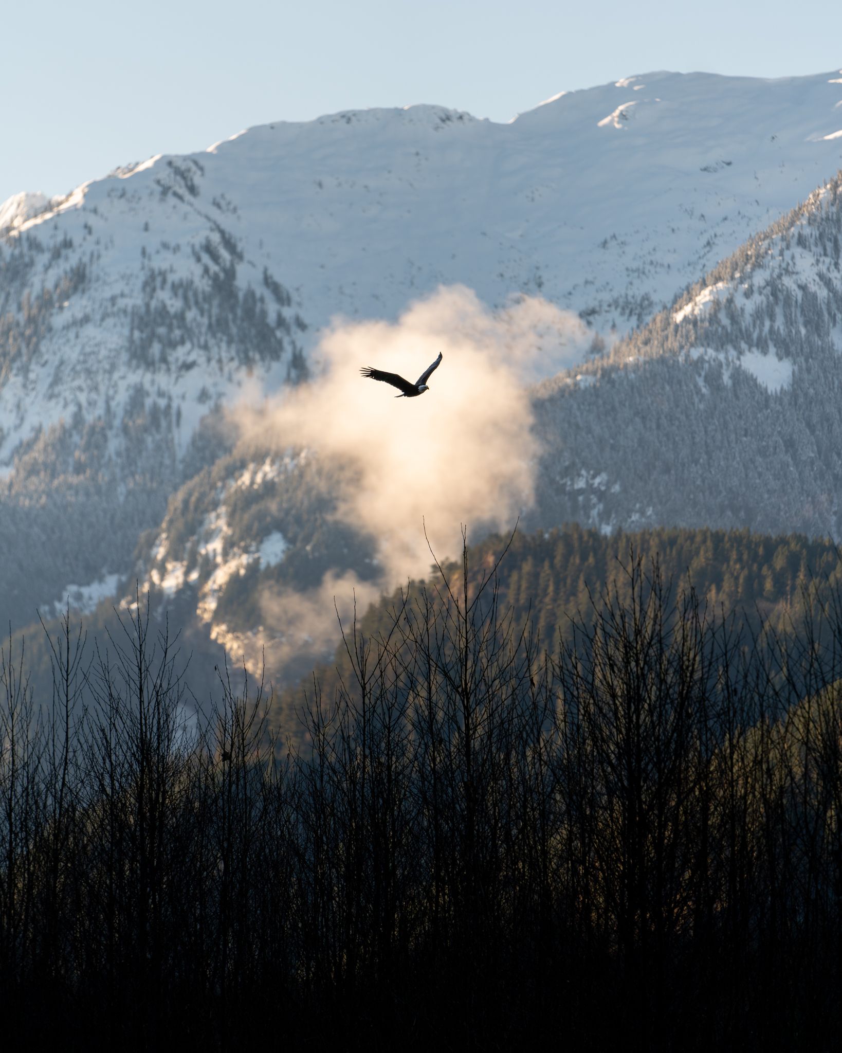 Squamish Bald Eagle