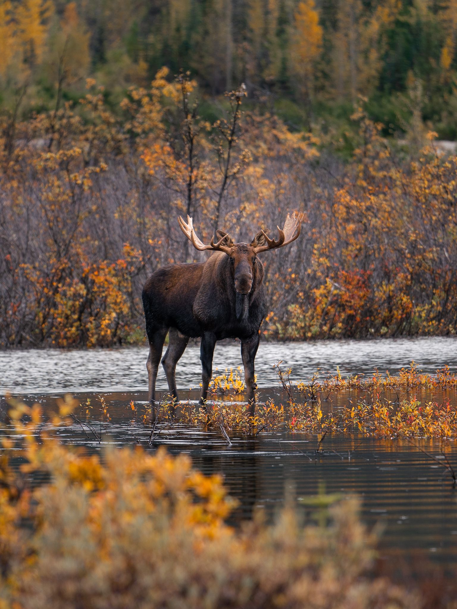 Bull moose, northern British Columbia
