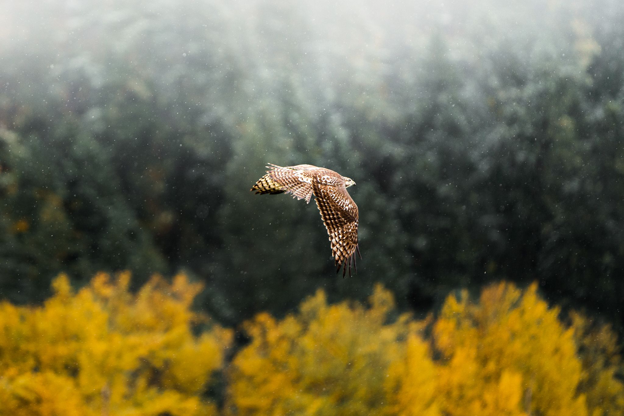 Red Tailed Hawk, Pemberton BC