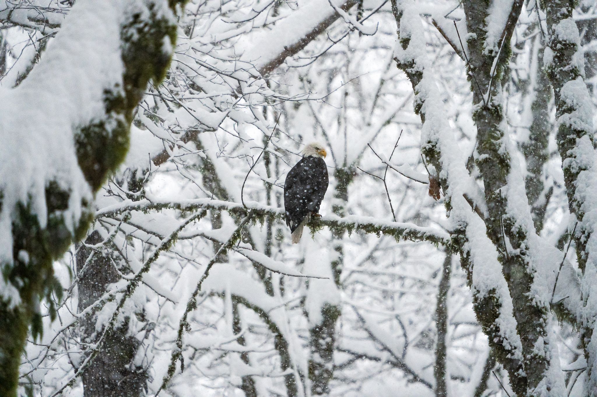 Winter Eagle