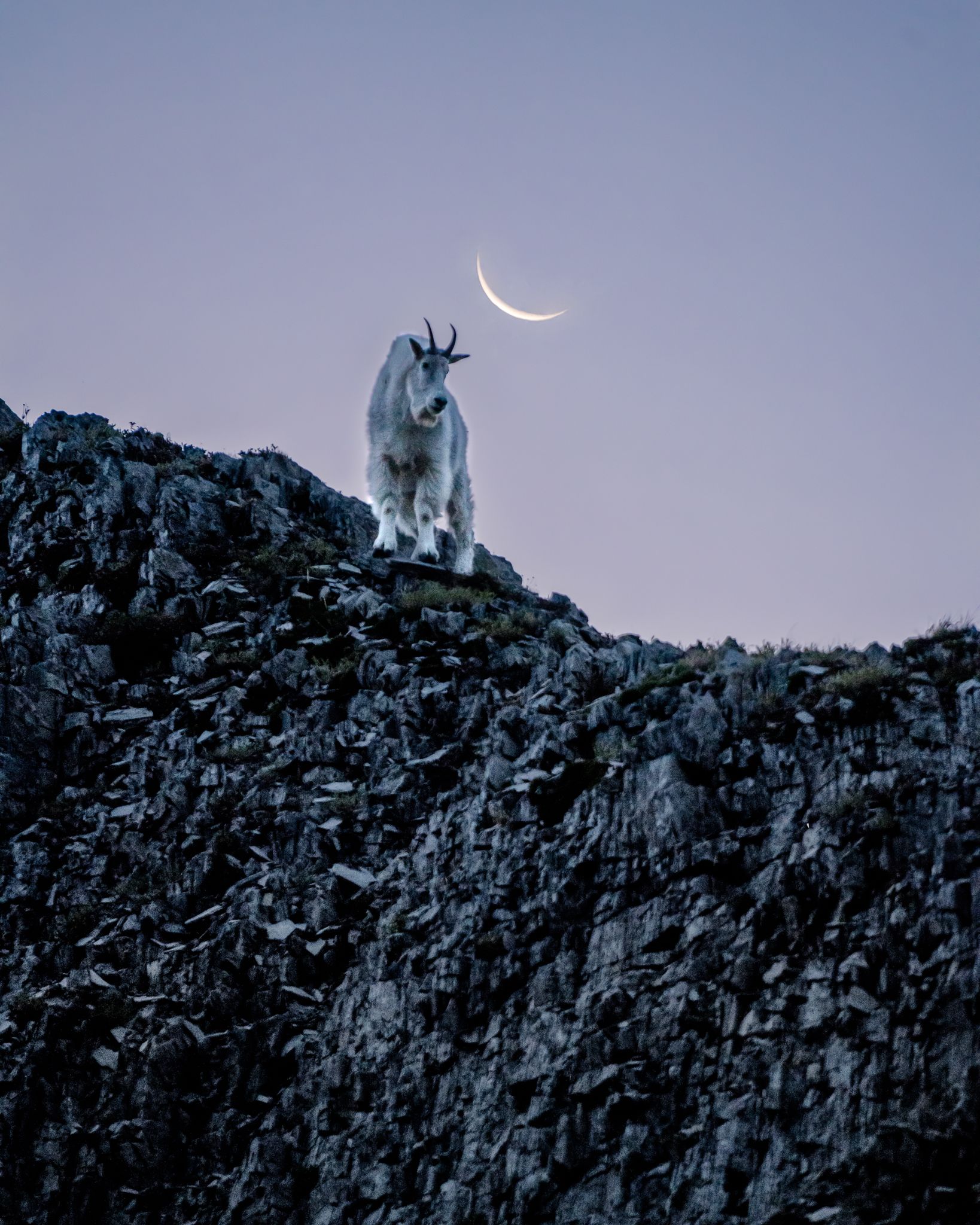 Crescent moon mountain goat