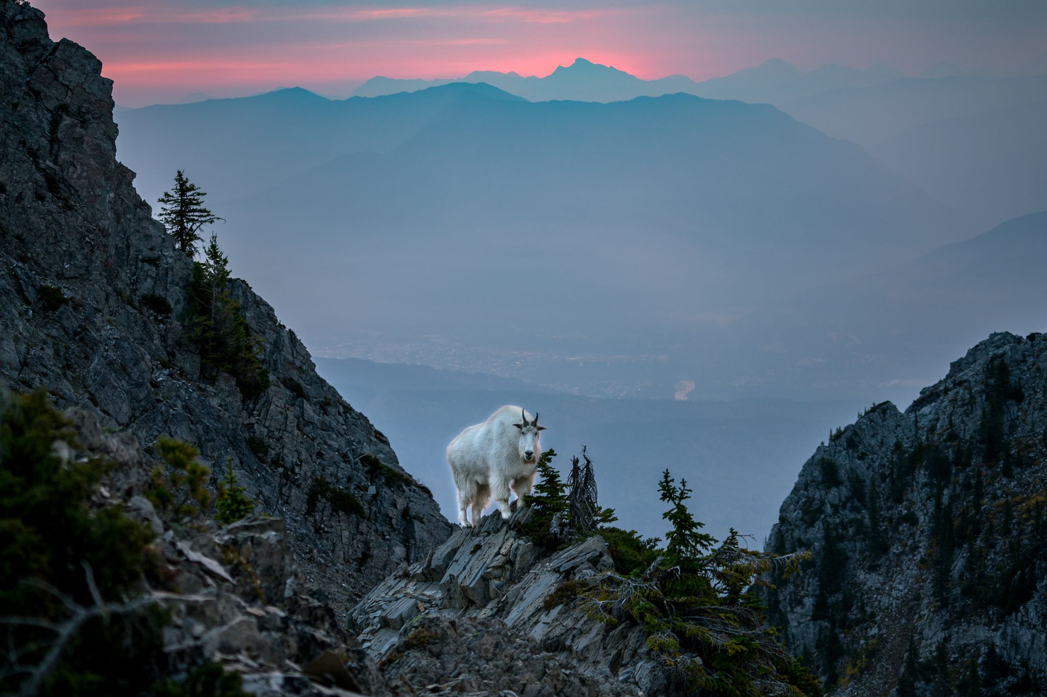 Mountain goats of Fernie, BC