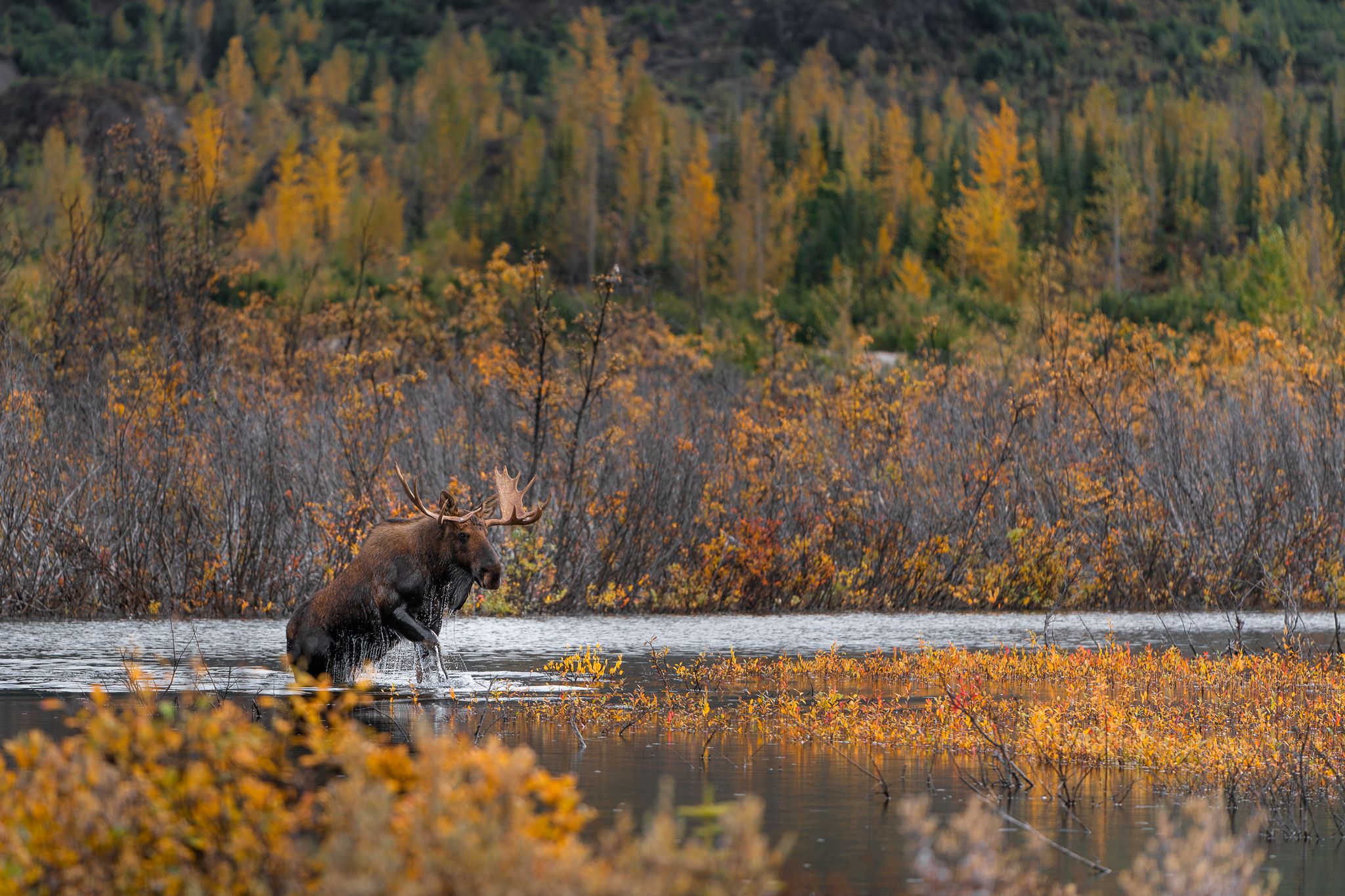 Bull moose, northern British Columbia