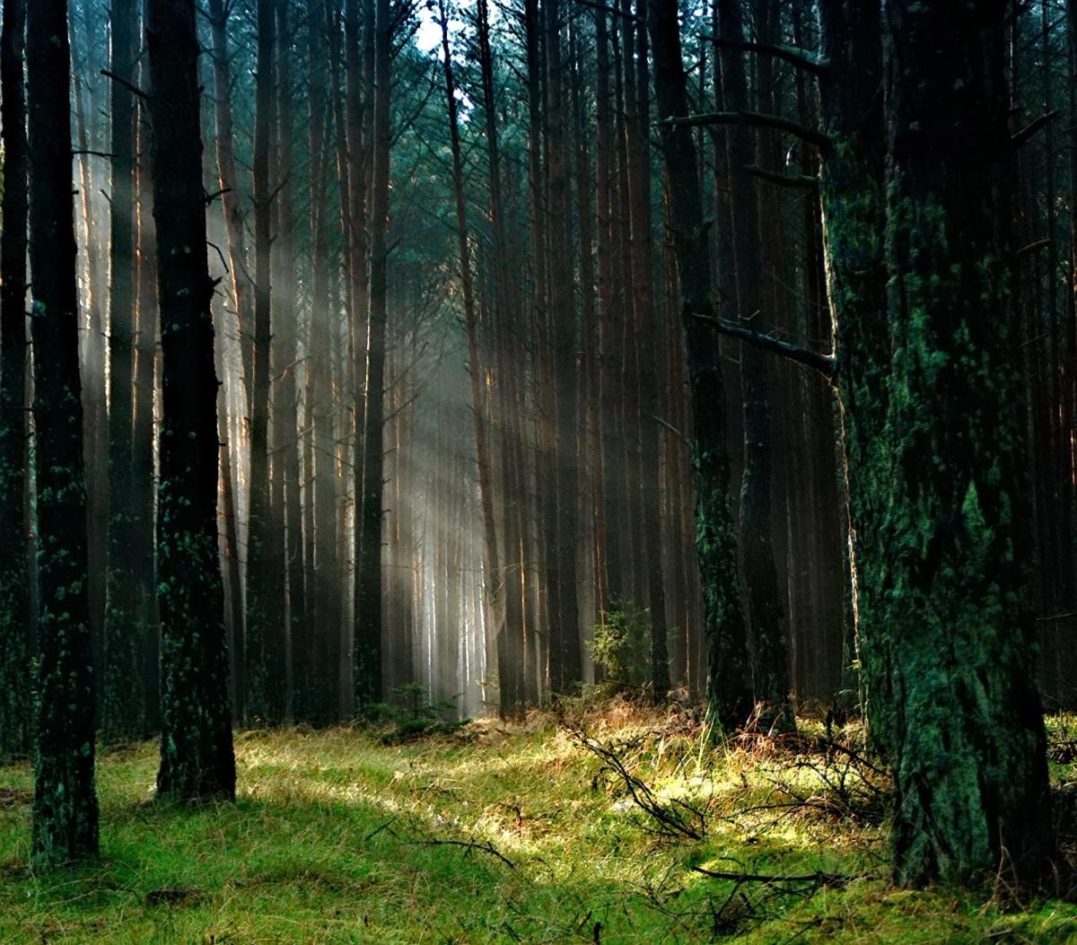 Luz del sol entre los troncos de los árboles de un bosque verde