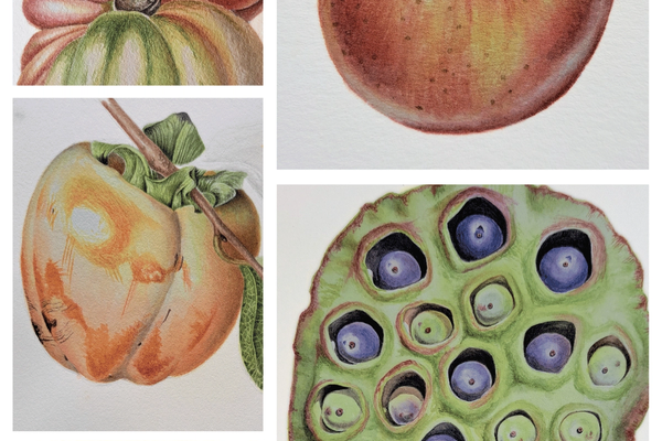 BOTANISCHE ILLUSTRATIONEN KURS: Male eine Frucht oder ein Samengehäuse mit Aquarell und Tuschtechniken — 4