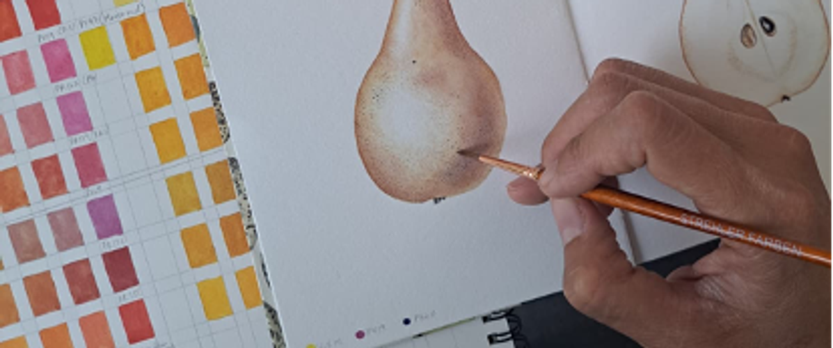 BOTANISCHE ILLUSTRATIONEN KURS: Male eine Frucht oder ein Samengehäuse mit Aquarell und Tuschtechniken