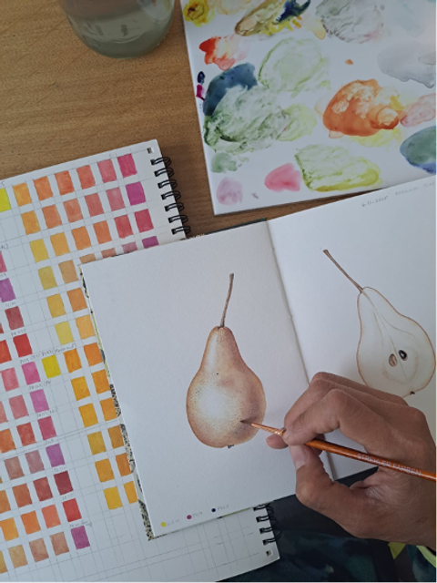 BOTANISCHE ILLUSTRATIONEN KURS: Male eine Frucht oder ein Samengehäuse mit Aquarell und Tuschtechniken