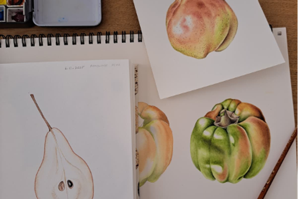 BOTANISCHE ILLUSTRATIONEN KURS: Male eine Frucht oder ein Samengehäuse mit Aquarell und Tuschtechniken — 3