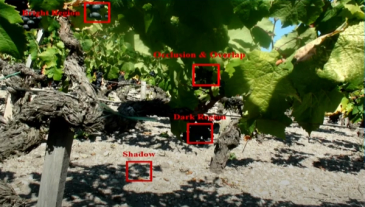 Yield calculation for the Smart Vineyard project